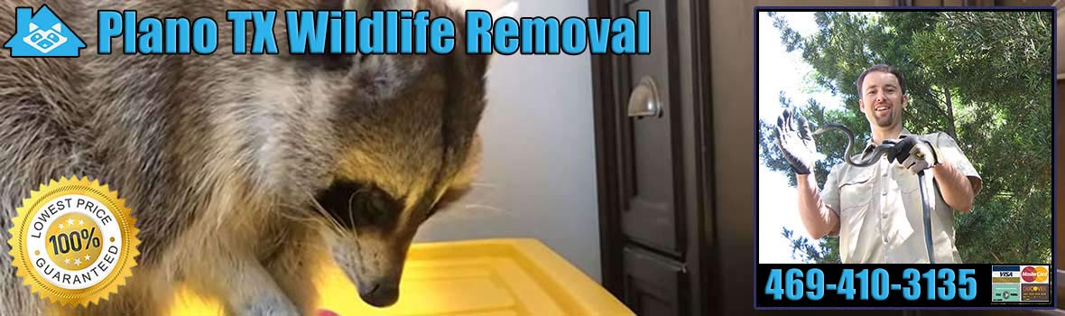 Plano Wildlife and Animal Removal